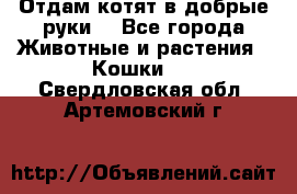Отдам котят в добрые руки. - Все города Животные и растения » Кошки   . Свердловская обл.,Артемовский г.